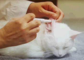 Cat thyroid outlet medication